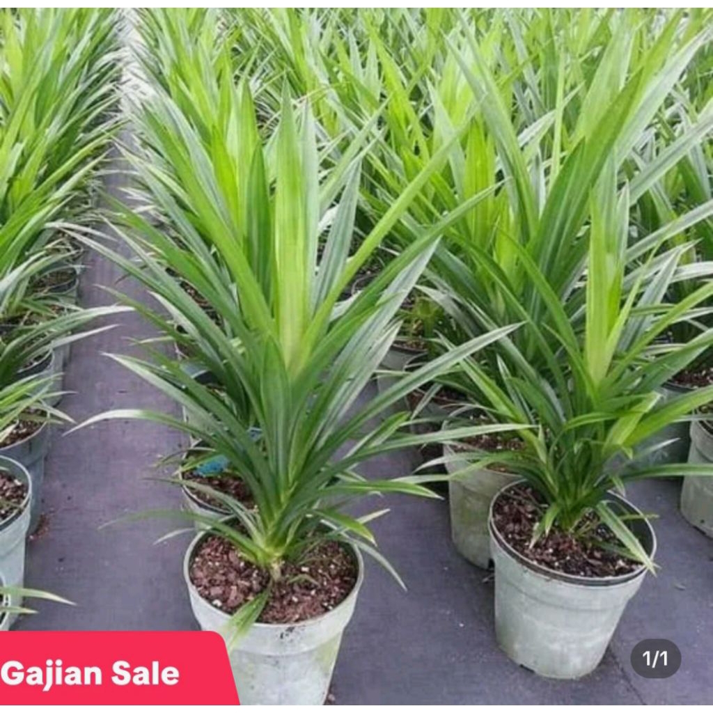 

POHON PANDAN WANGI