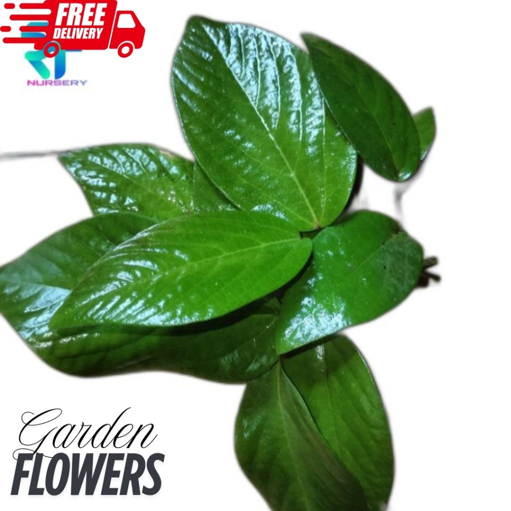 

TANAMAN HERBAL SINGA DEPA APAMA TOMENTOSA HERBAL