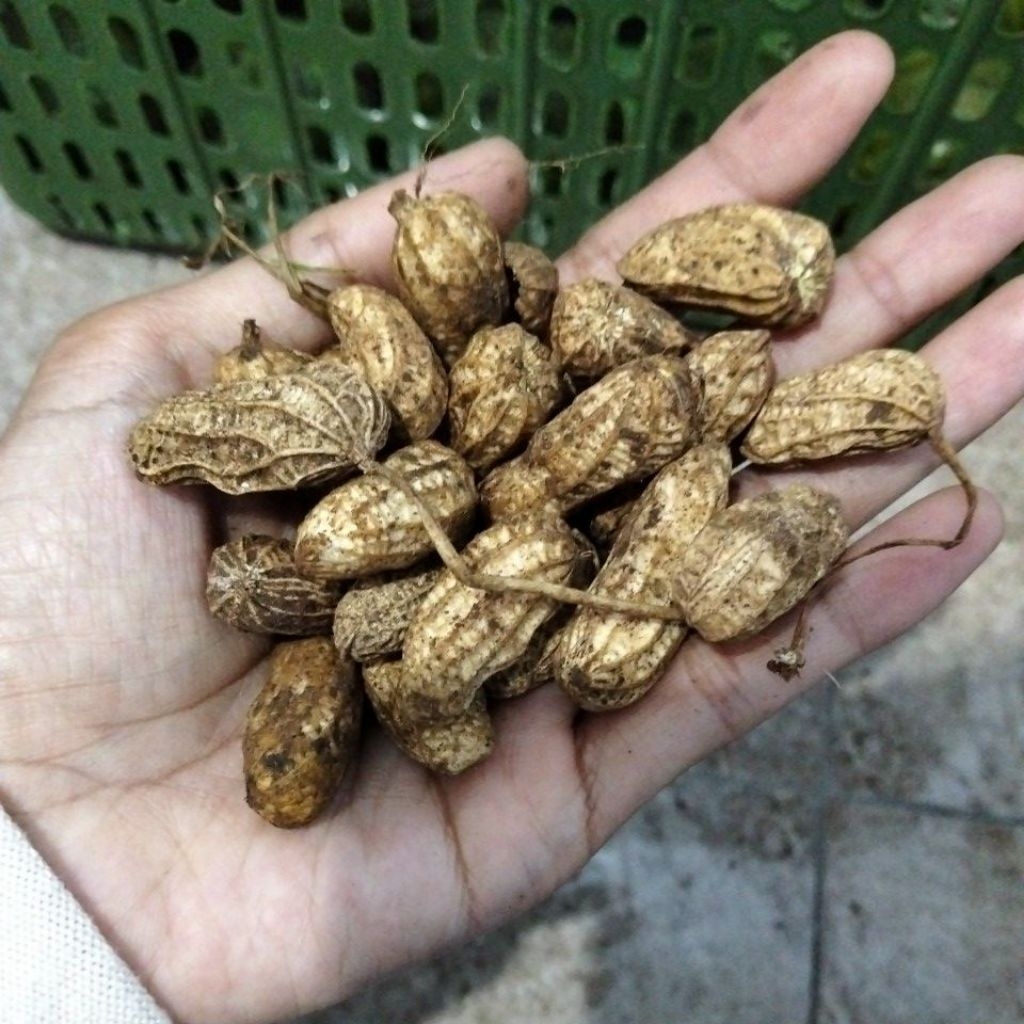 

Kacang Tanah