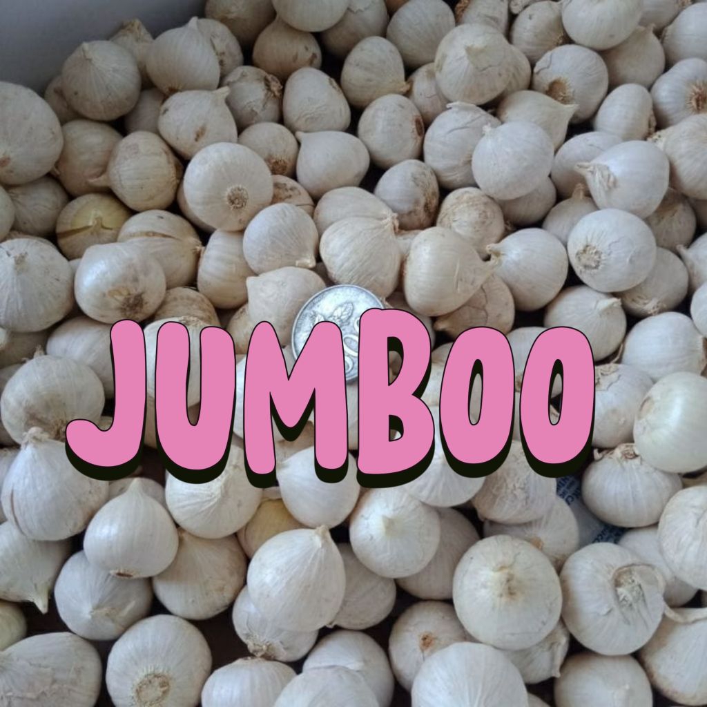 

bawang tunggal jumbo 1kg