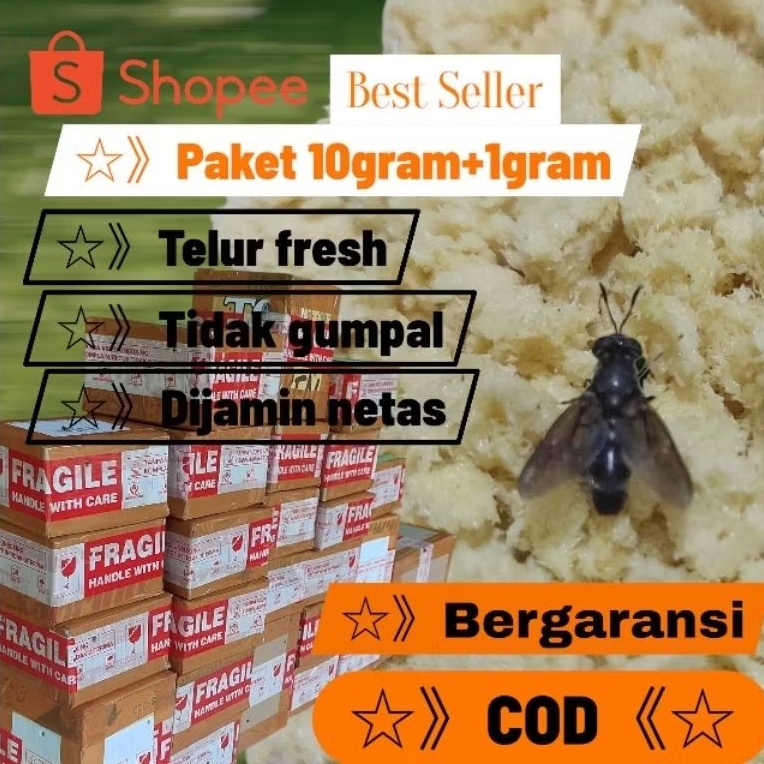 TELUR MAGOT BSF PAKET 10GR  HARGA PROMO