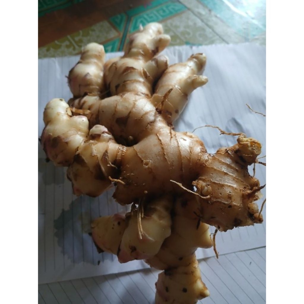 

jahe gajah putih bersih 1kg