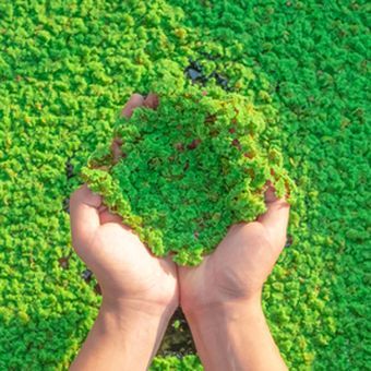 Azolla Pakan Organik Kaya Protein – Cocok untuk Lele, Bebek, Ayam