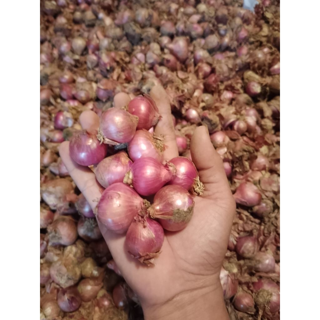 

bawang merah bima