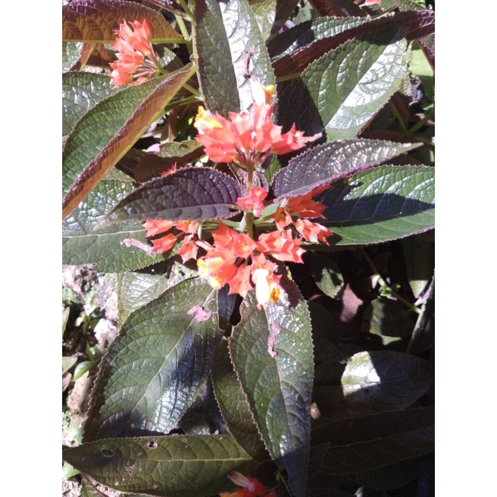 

daun keji beling 250 gram
