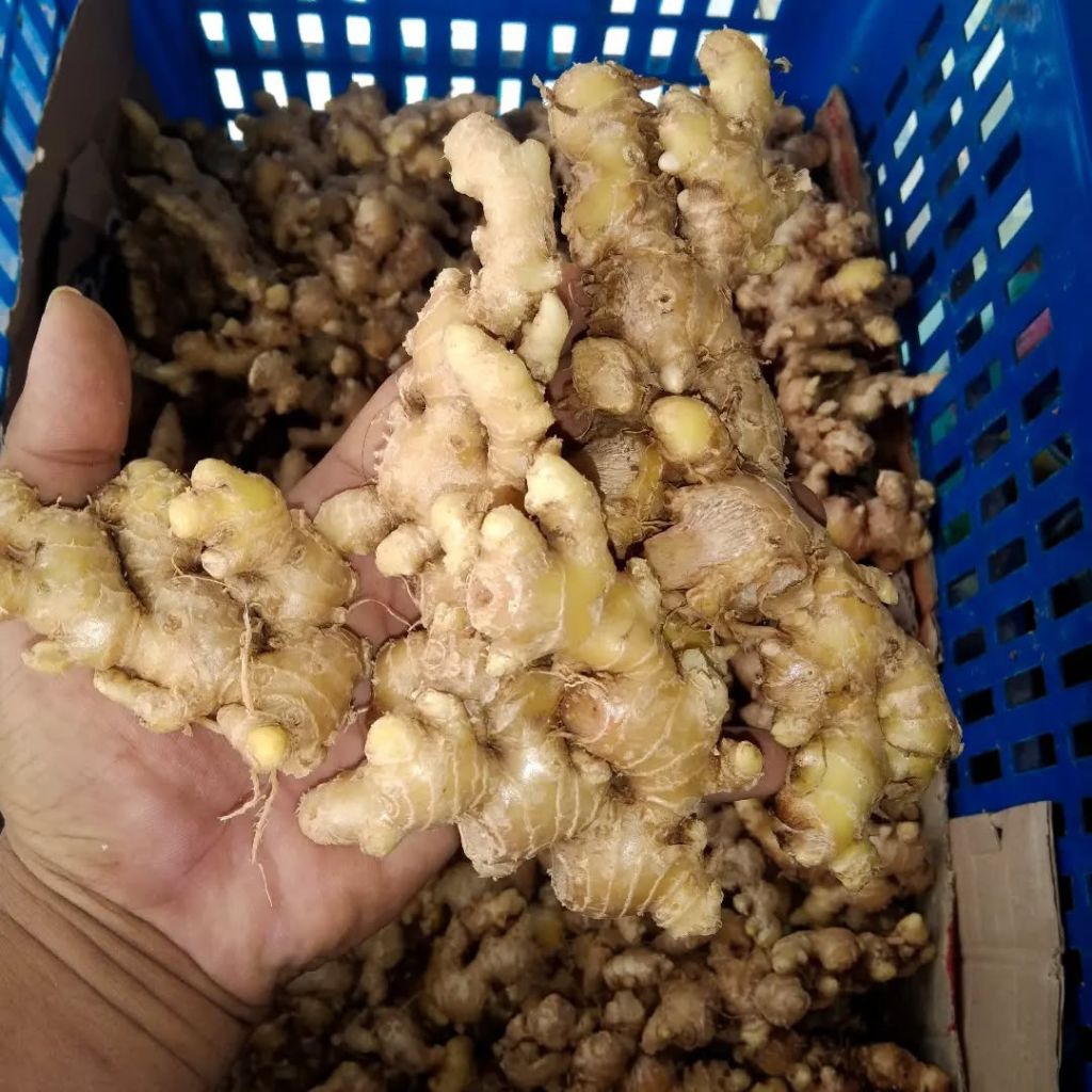 

JAHE EMPRIT PEDAS 5KG CUCI BERSIH