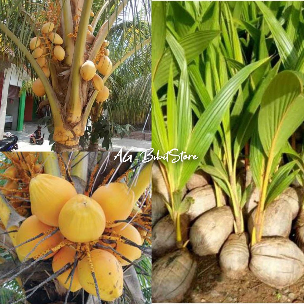 Bibit Kelapa Gading Kuning Asli 100% | Bisa Berbuah Pendek