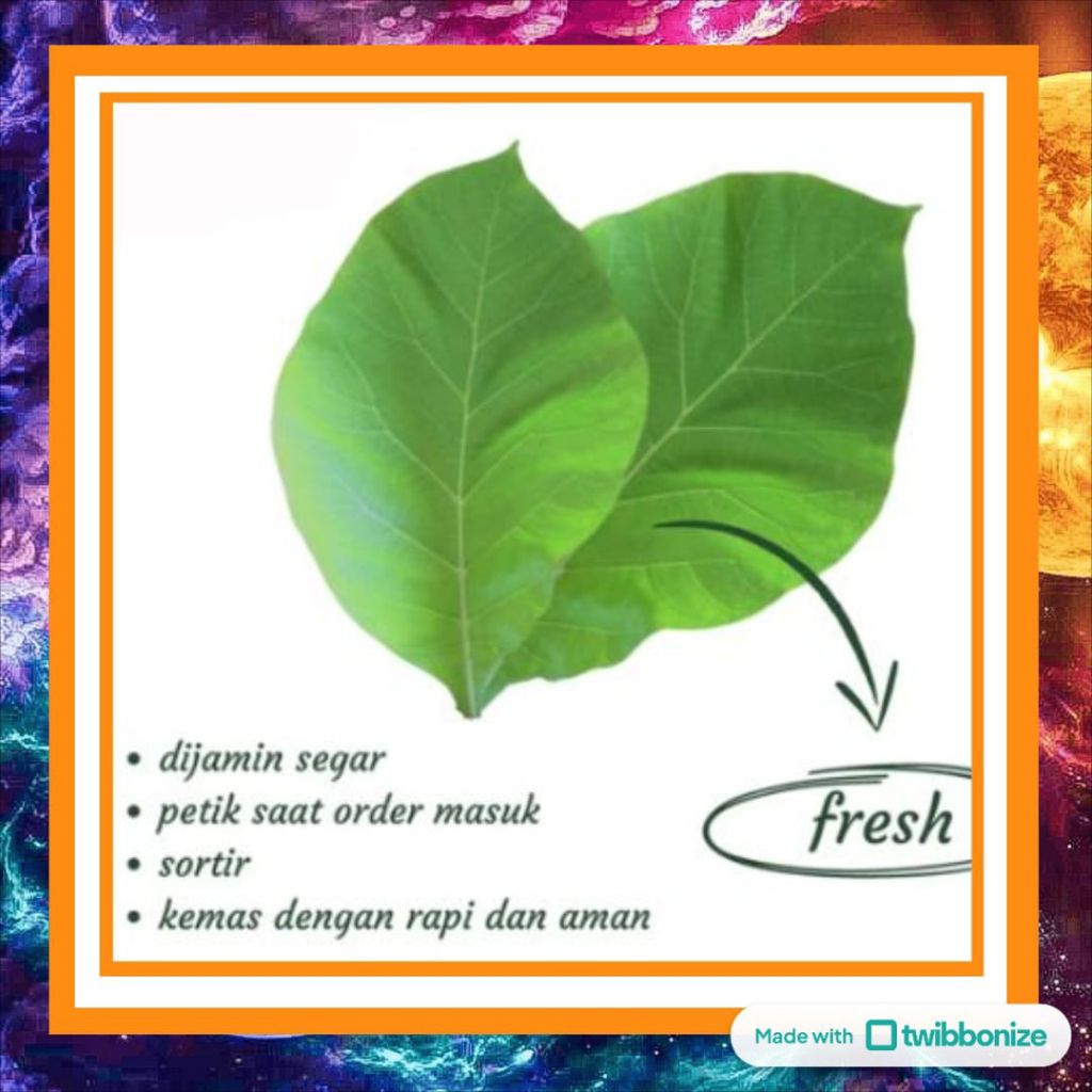 

Daun Jati Segar Asli | Obat Tradisional & Pewarna Alami | Pembungkus Makanan