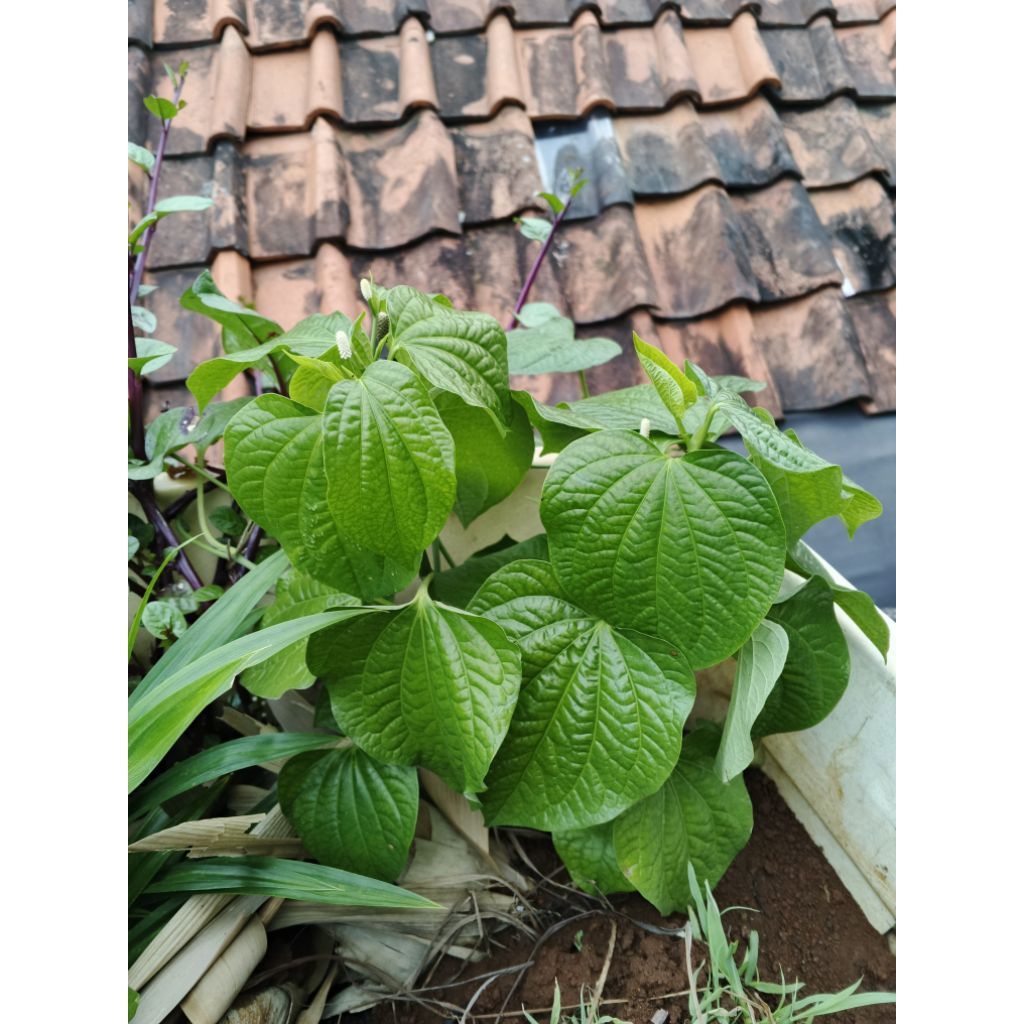 

daun karuk segar di petik dadakan per 50lembar di petik dadakan