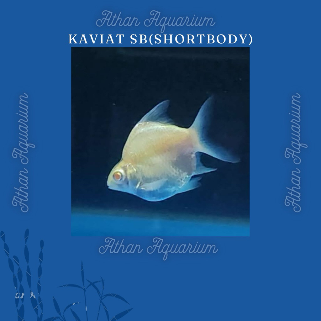Kaviat SB(Short Body) Size kecil ukuran 5-6cm
