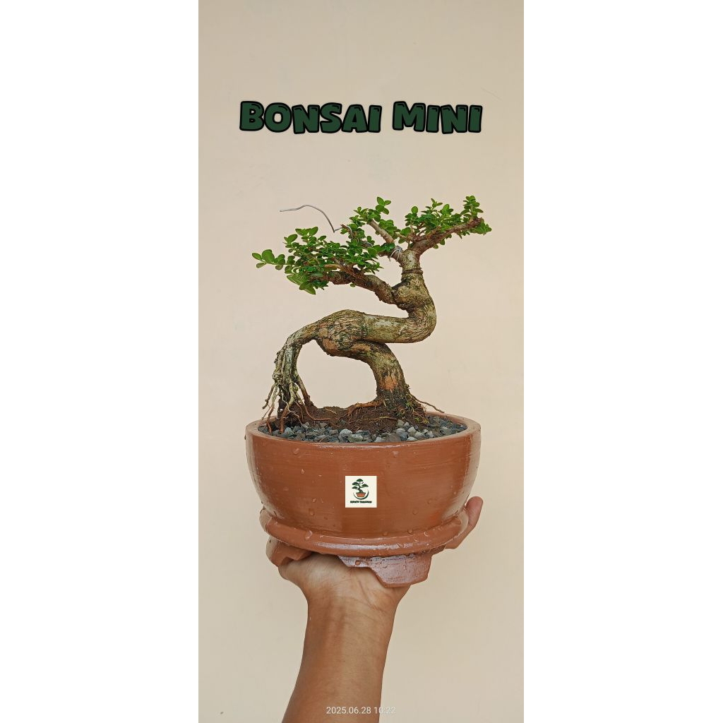 BONSAI MINI MAME