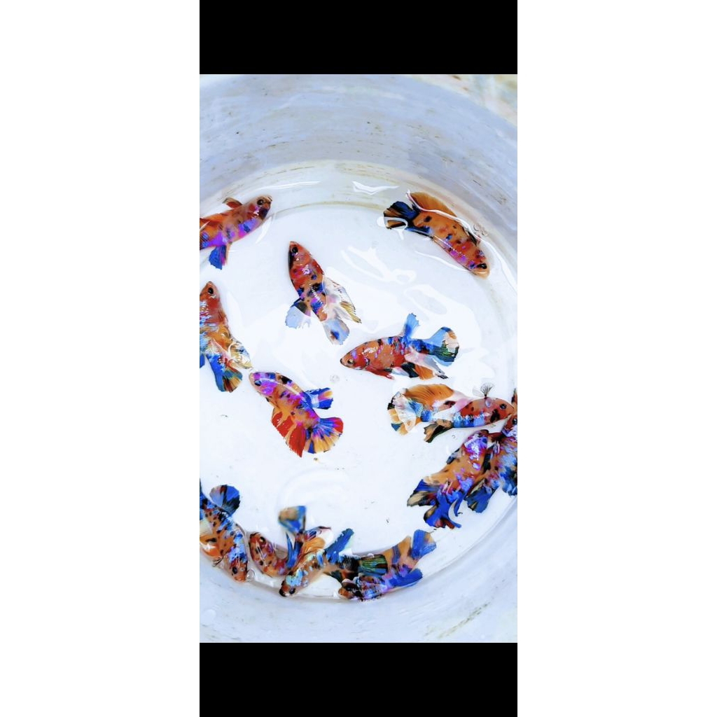 Yellow base multycolor