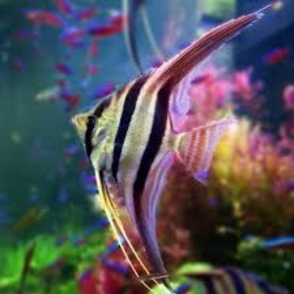 Dekorasi Manfish Altum/Black White