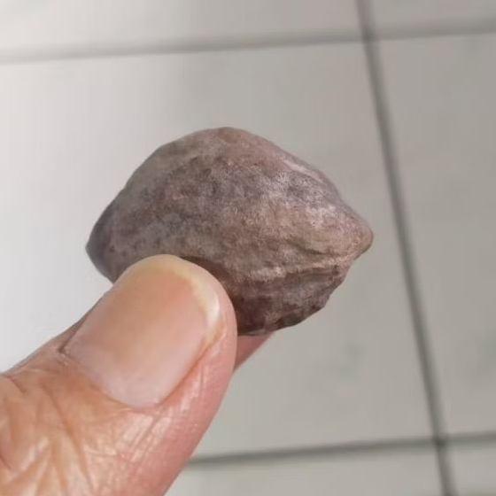 Kemiri Adu Muncang Adu Wadas Ori Size Kecil