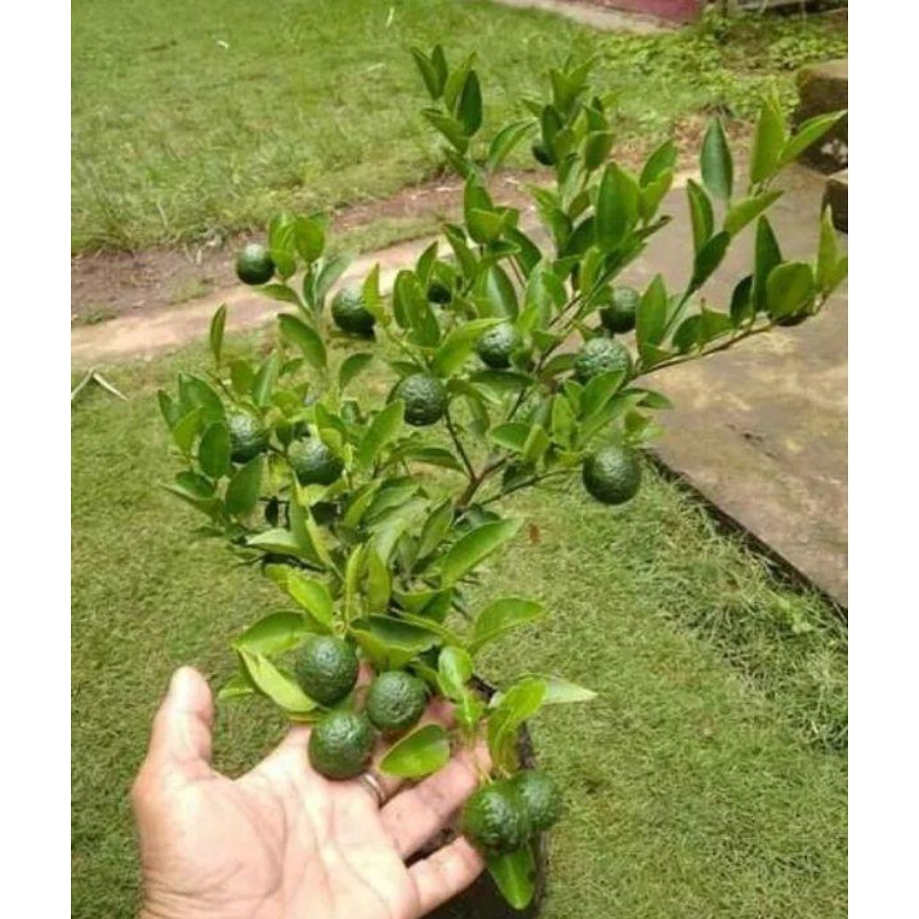 

JERUK LIMAU JERUK SAMBAL UKURAN DEWASA / JERUK LIMO UKURAN POLIBAG 30