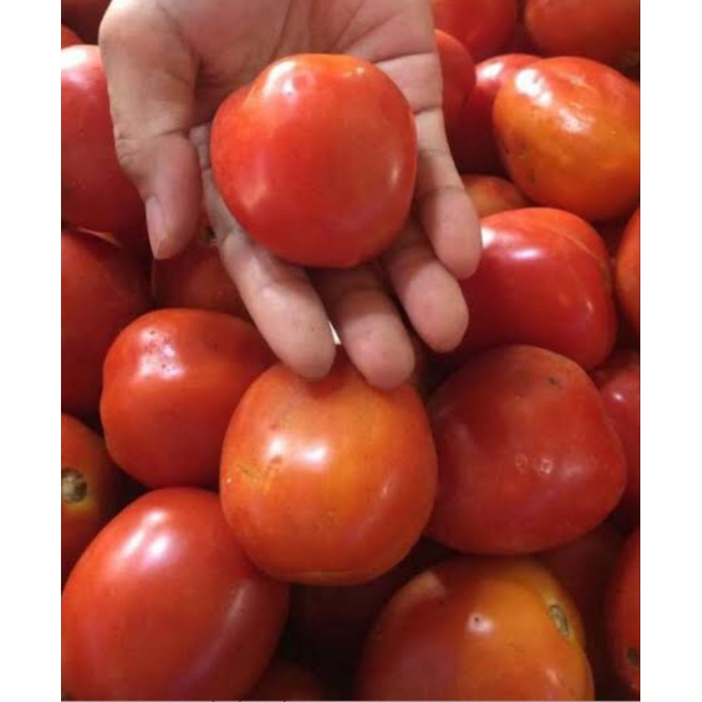 

tomat segar 500gram bppn