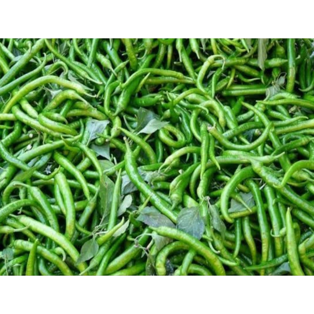 

cabe keriting hijau 1 kg bppn