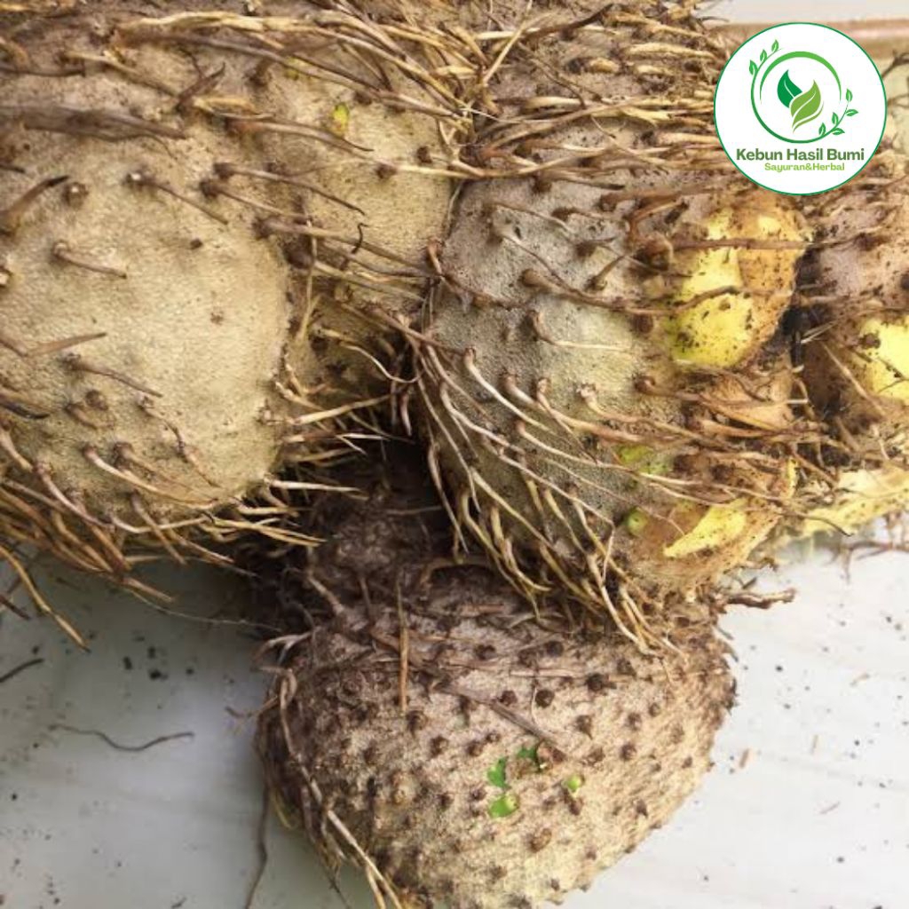 

Umbi Gadung Mentah Segar Panen Langsung Dari Kebun