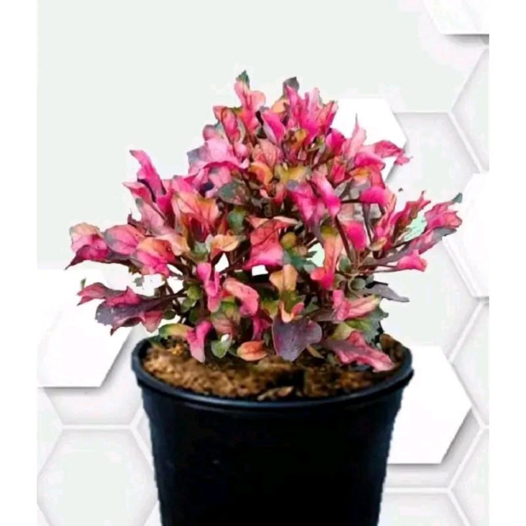 Tanaman Hias Krokot Merah / Penghias Taman