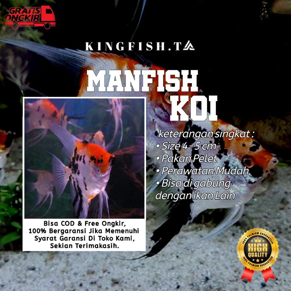 HIASAN AQUARIUM MANFISH KOI
