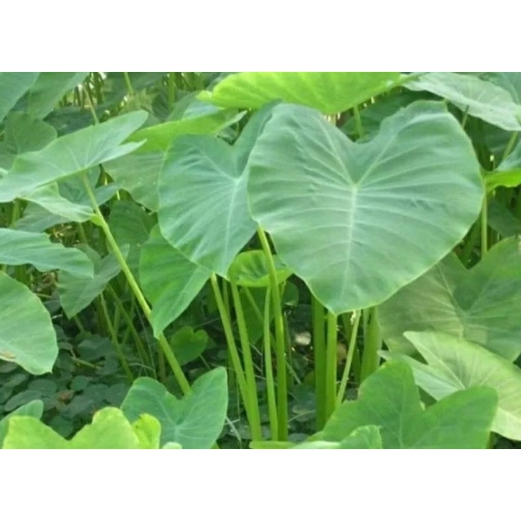 

Daun. talas fresh dipetik saat kirim