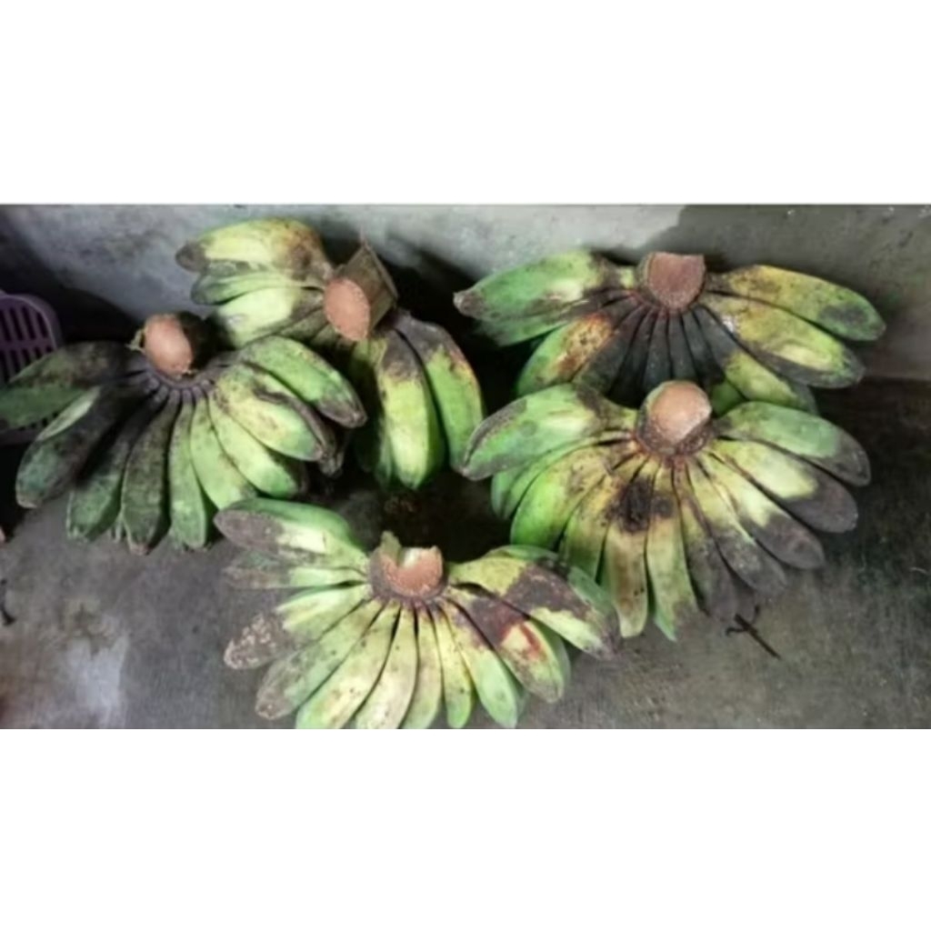 

PISANG KEPOK LOKAL KUNING PUTIH 2KG