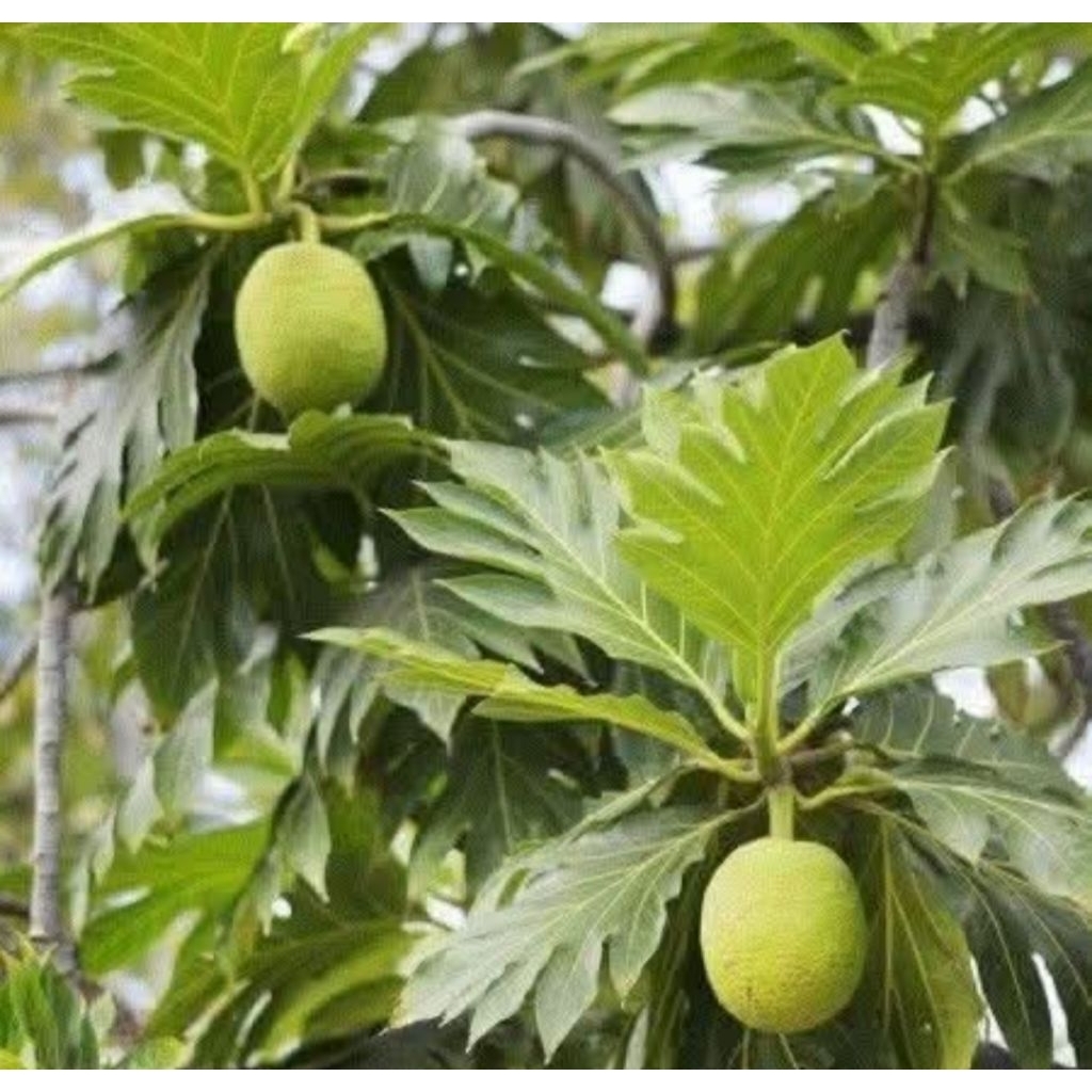 

daun sukun segar 500g