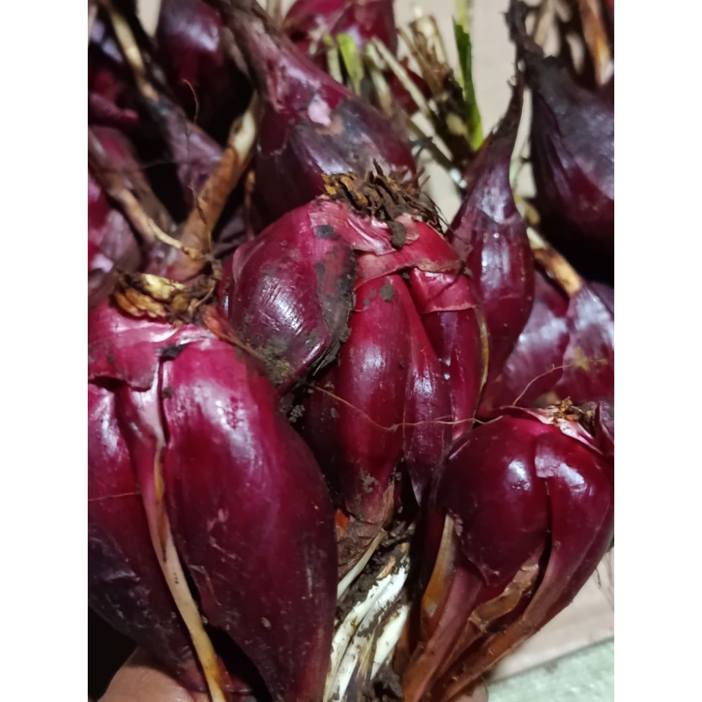 

Bawang dayak bawang tiway 1k.g