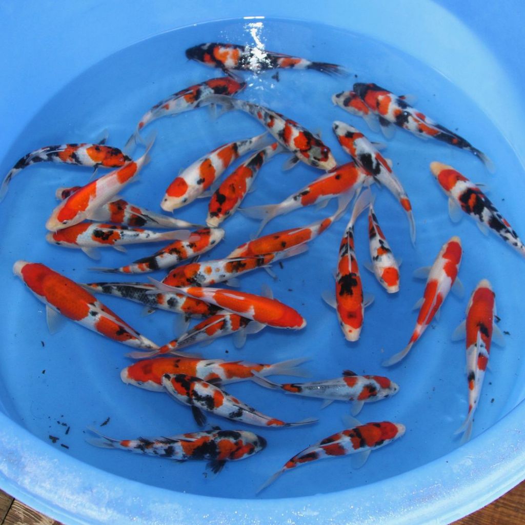 ikan hias koi blitar shiro dan showa