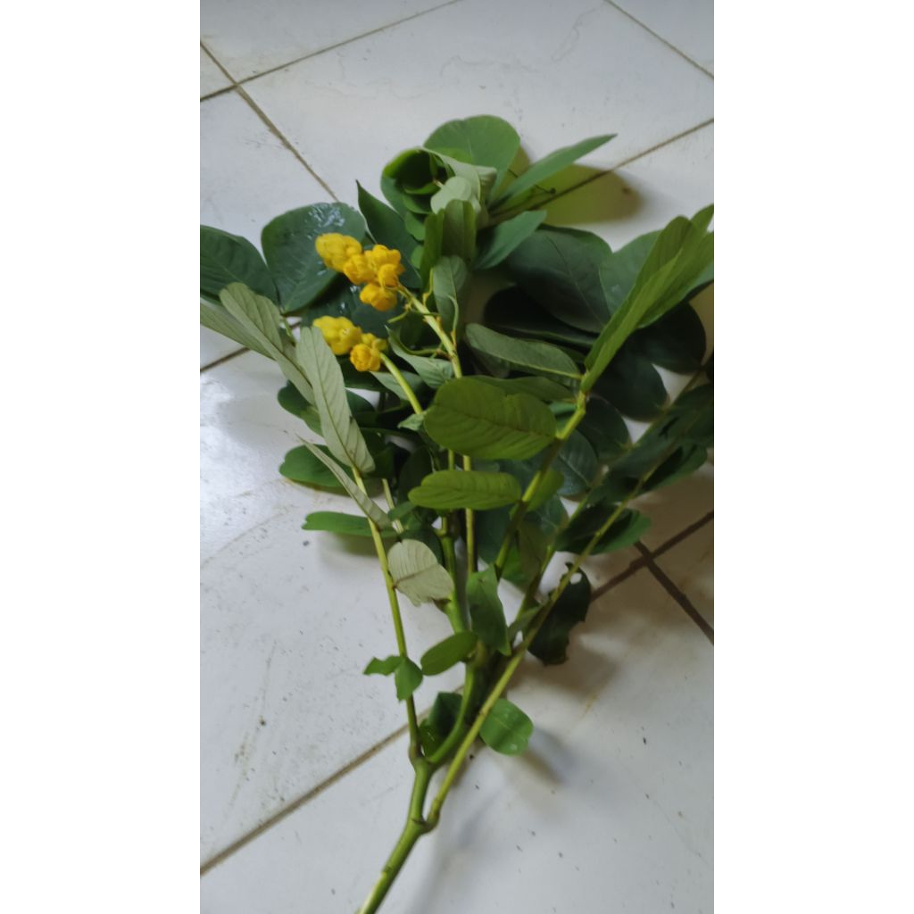 

daun katepeng herbal per 50 lembar Ter murah