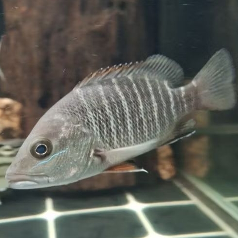 Mangrove jack 11cm / MJ / Kakap merah air tawar / brackish air tawar / predator air tawar