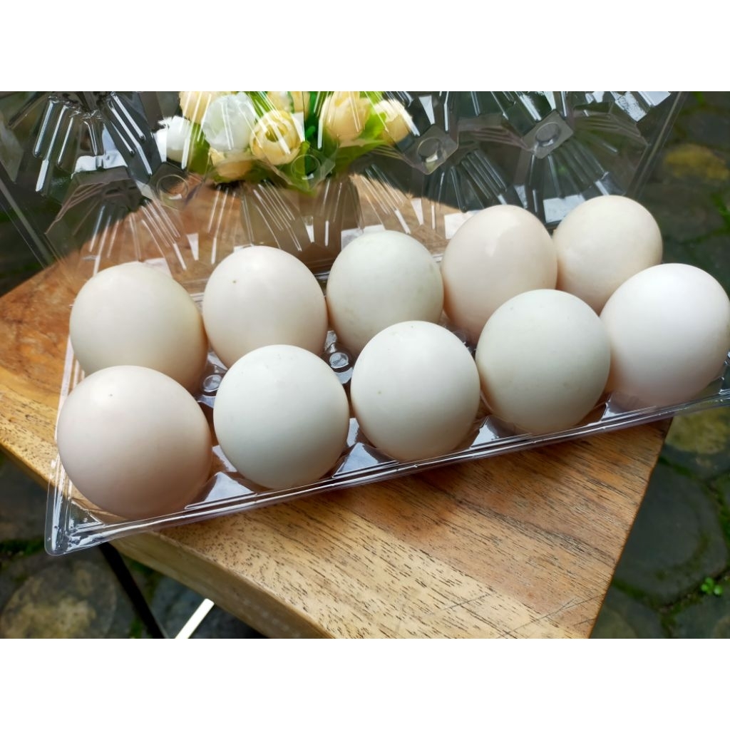 

telur bebek fresh mentah kulit putih