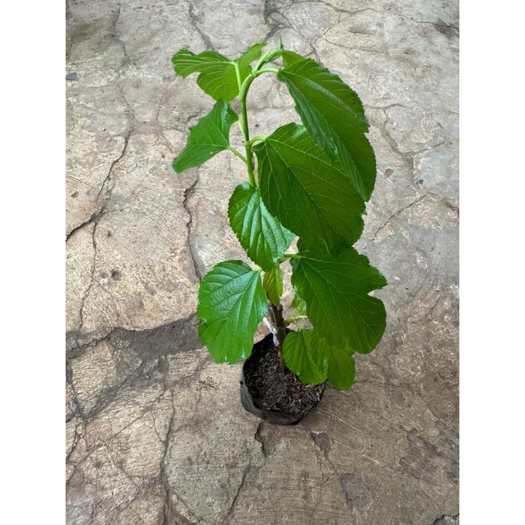 Bibit tanaman buah white long murbei (mulberry) okulasi / sambungan rasa Vanilla