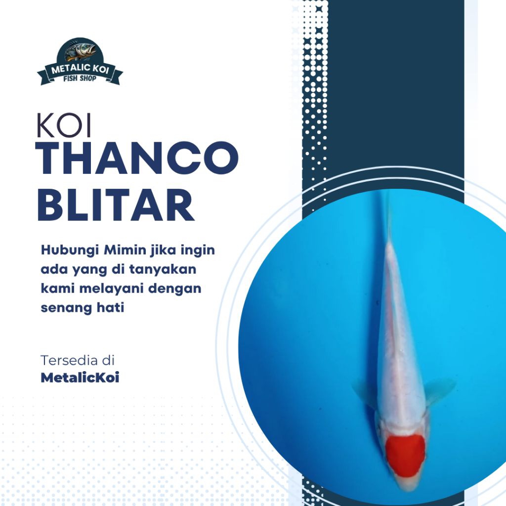 Koi Blitar tancho 1 Ekor Size 30 cm (Aksesoris Aquarium)