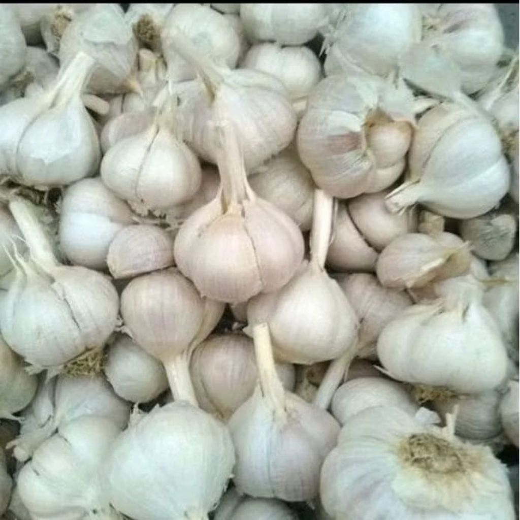 

Bawang kating 500gram