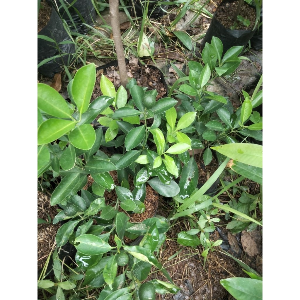 

jeruk kip berbuah lebat