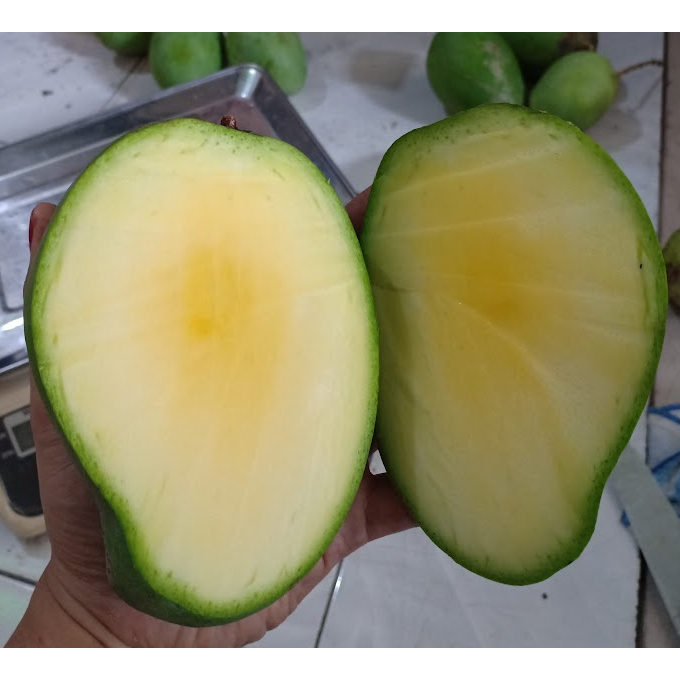 

MANGGA MADU ANGUR 1KG ISI 2-3-4 BISA REQUEST