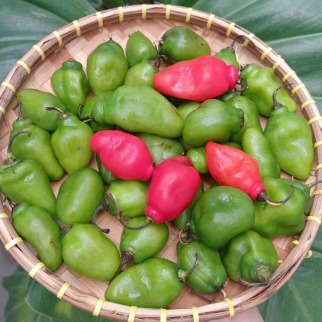 

CABE GENDOT/CABE GENDOT 500GRAM