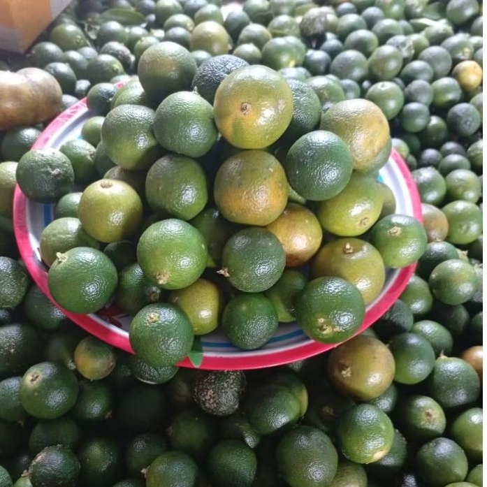

JERUK SONKIT 5-10Kg MURAH Jeruk kunci jeruk lemon cui