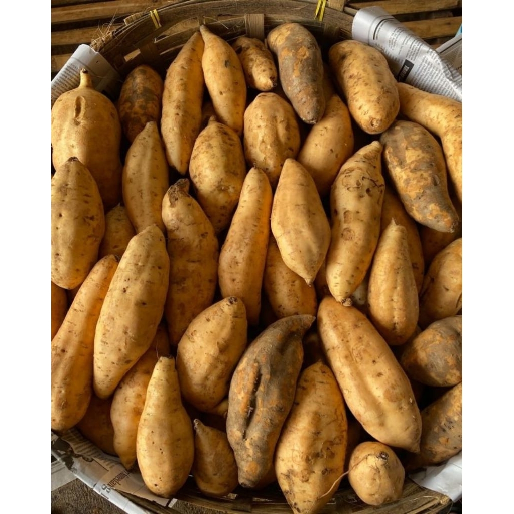 

Ubi Cilembu Ukuran Besar Paket 10 Kg Bonus 1 Kg Asli Tegal