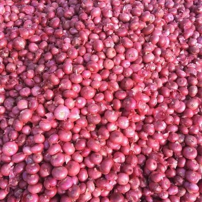 

bawang merah lokal bali karet super murah 1Kg