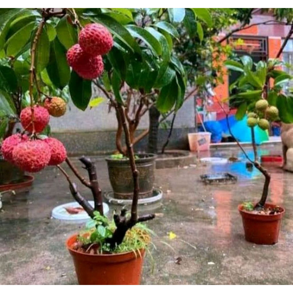 bibit leci com/leci merah