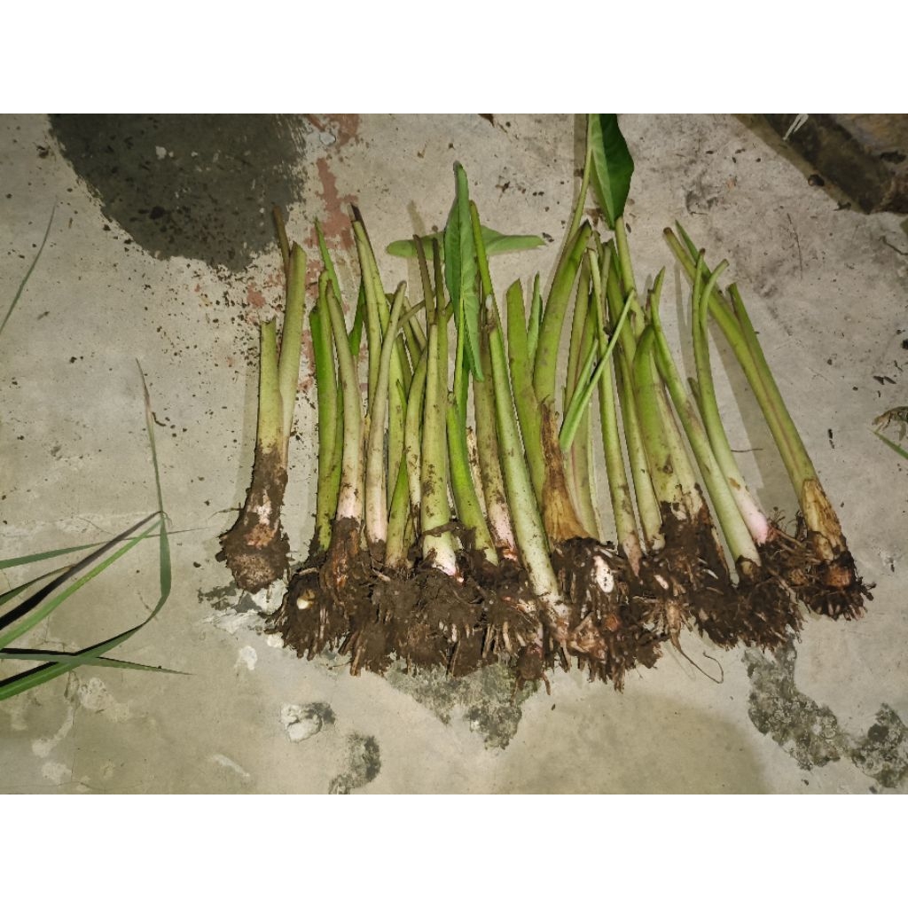 

Bibit talas bogor/Pratama 100% kualitas terbaik