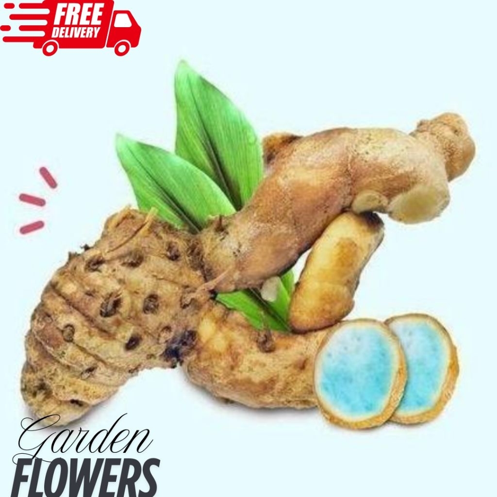 

TEMU IRENG HITAM SEGAR FRESH 1kg