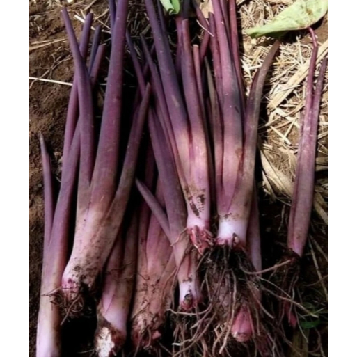 

Bibit talas ungu talas sayur