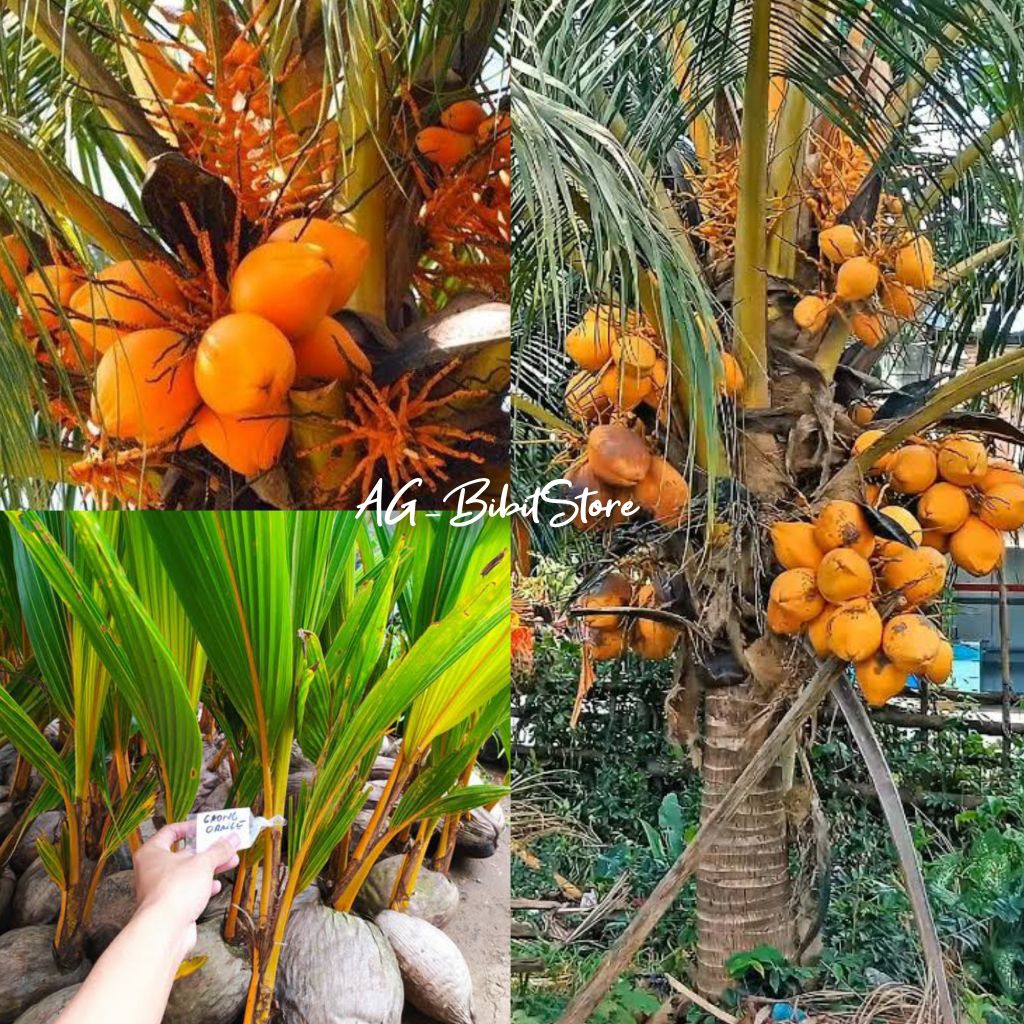 Bibit Kelapa Gading Oren Asli Cepat Berbuah | Bisa Berbuah Pendek