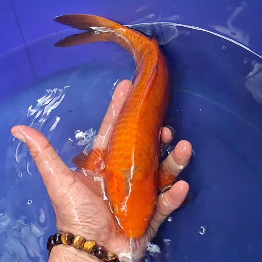 Ikan Koi Blitar Jenis Chagoi / Rumah Koi Jakarta / kode 008