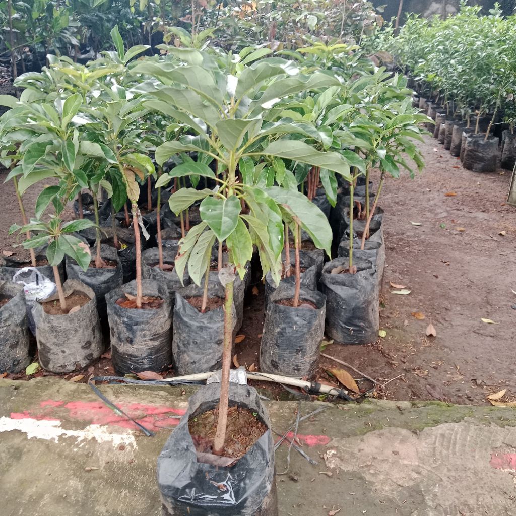Bibit Alpukat Mentega/jual pohon alpukat mentega
