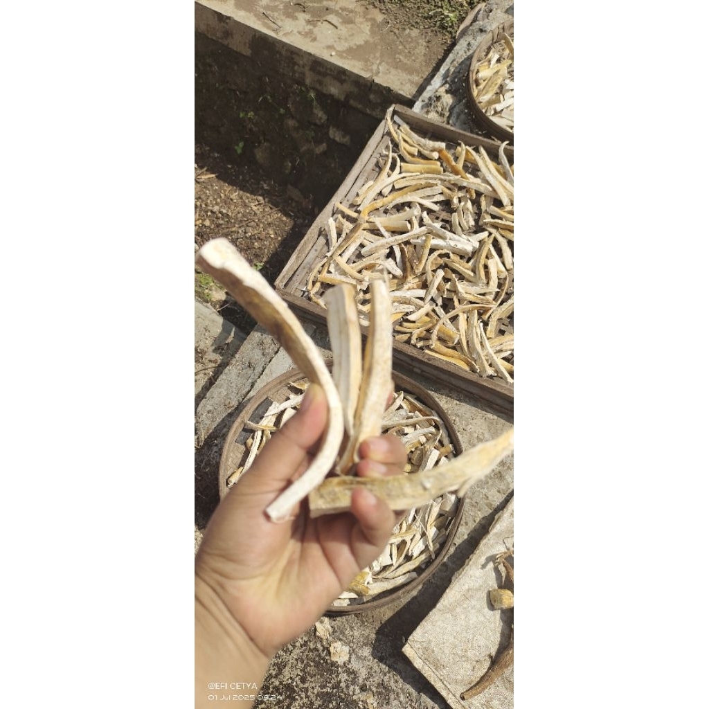 

GAPLEK SINGKONG KERING UNTUK BERBAGAI OLAHAN ASLI GUNUNGKIDUL