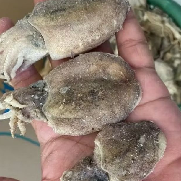 

cumi asin bekutak kering